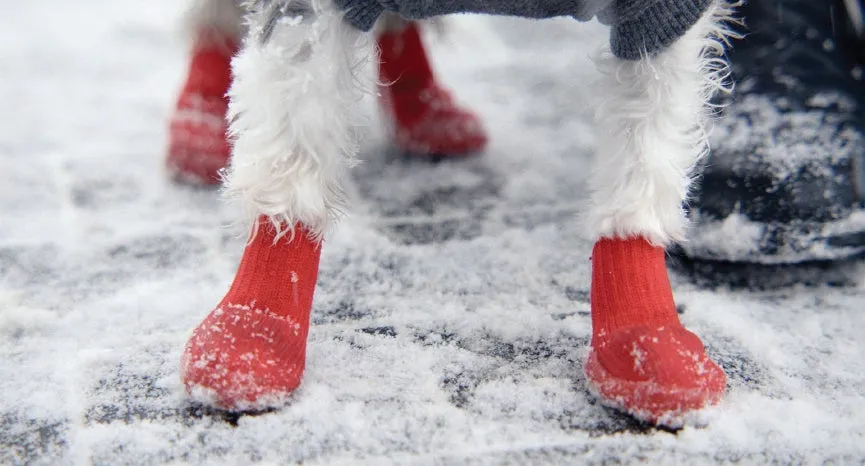 Goo-eez All-Terrain Dog Boots